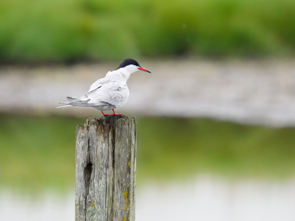 Common Tern